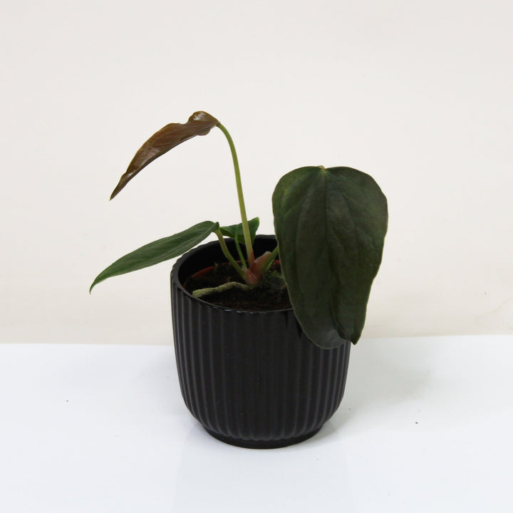 Anthurium Queen of Hearts - Babypflanze Foliage Dreams