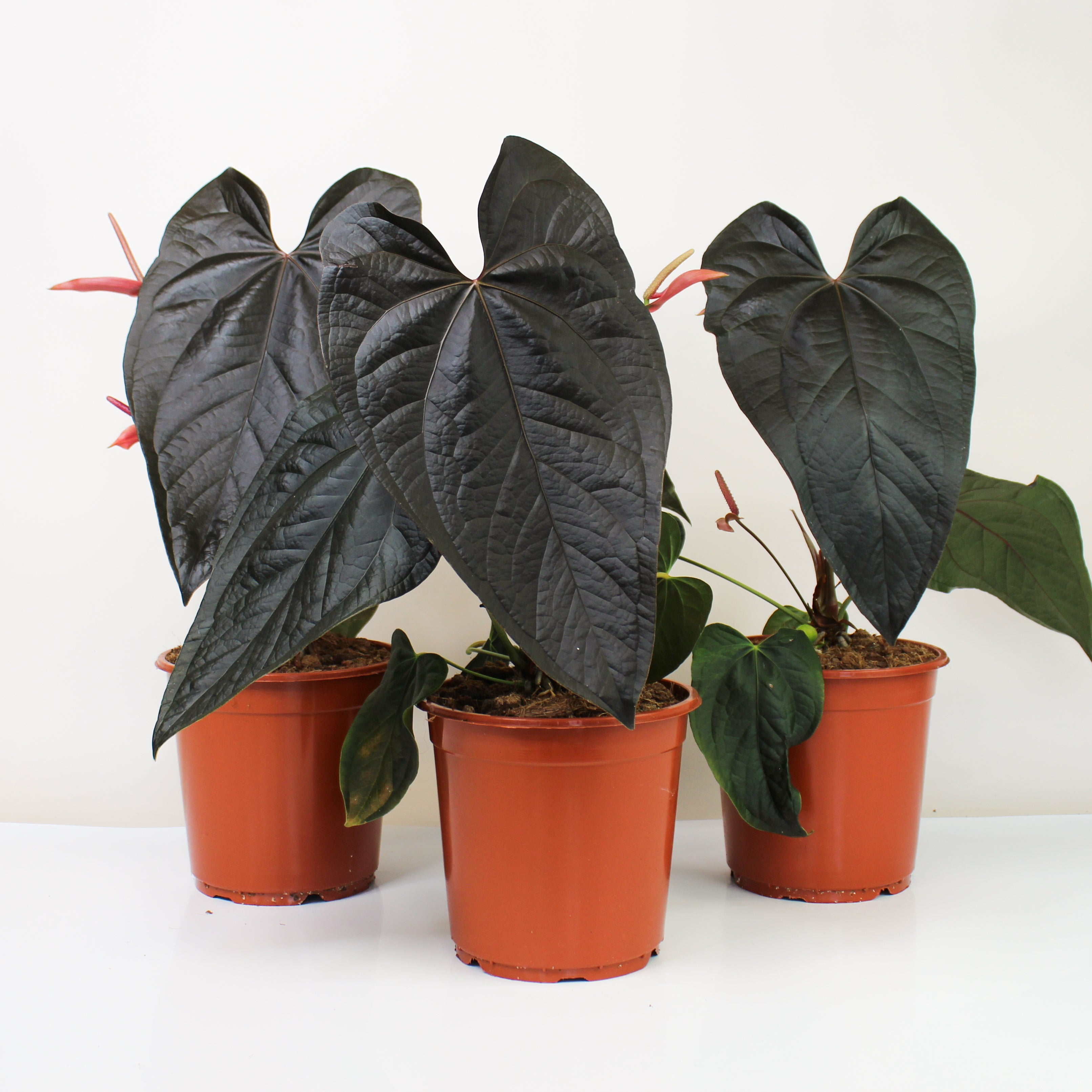 【レア品種】 アンスリウム anthurium Blood Queen 🖤Anthurium 'Queen of Hearts' 🖤 #aroid #Anthurium #Anthuriums