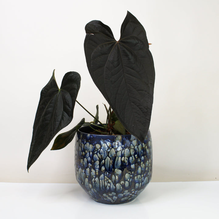 Anthurium Queen of Hearts Foliage Dreams