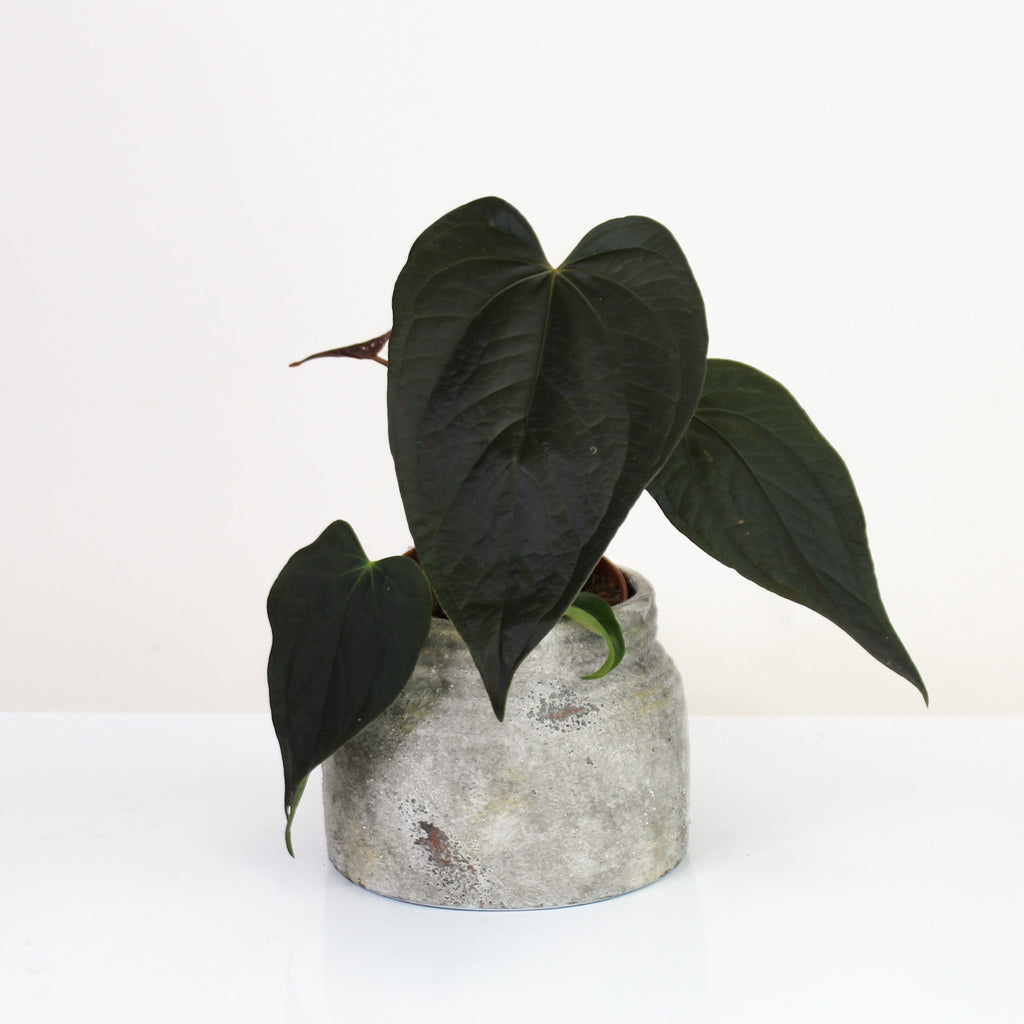 Anthurium Queen of Hearts  Foliage Dreams