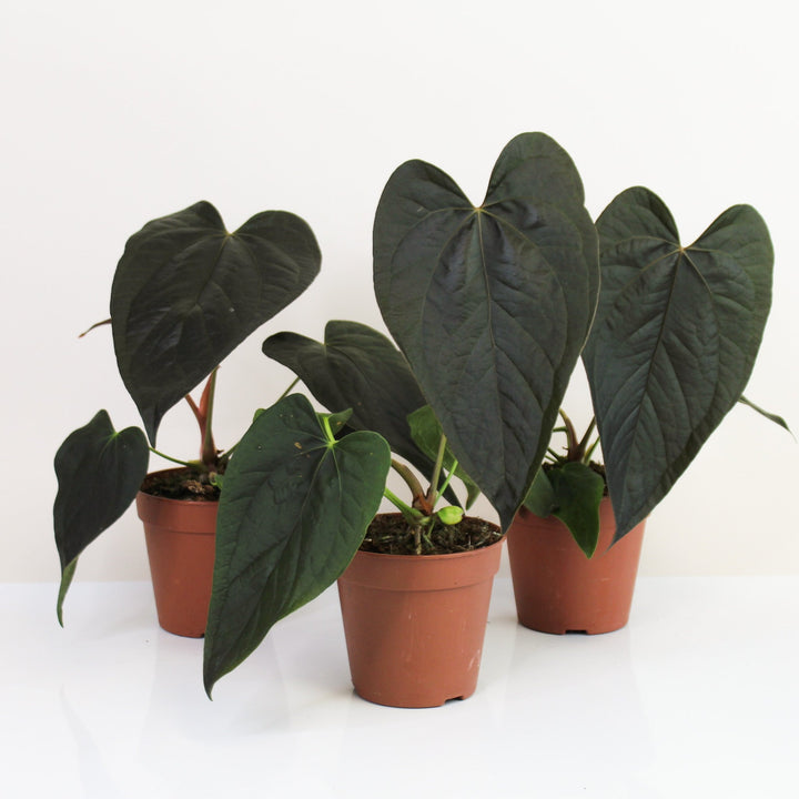 Anthurium Queen of Hearts M Foliage Dreams