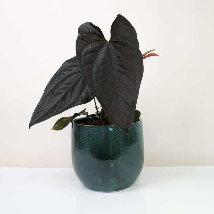 Anthurium Queen of Hearts XL Foliage Dreams