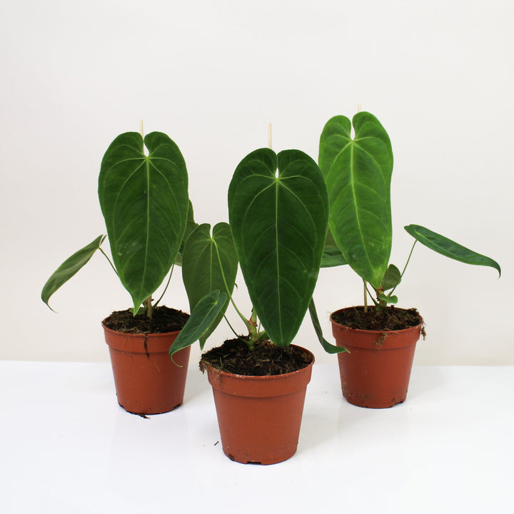 Anthurium Queremalense Foliage Dreams