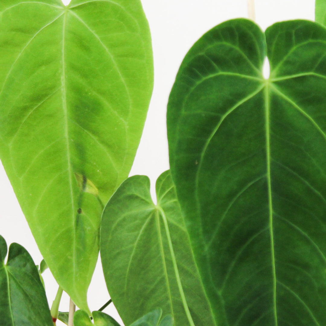 Anthurium Queremalense Foliage Dreams