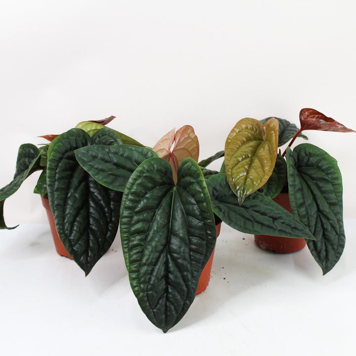 Anthurium Radicans x Luxurians M Foliage Dreams