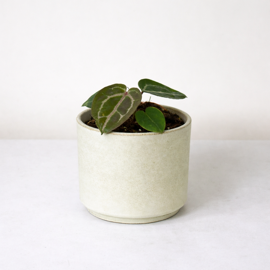 Anthurium Red Chrystallinum x Zara x Michelle S Foliage Dreams