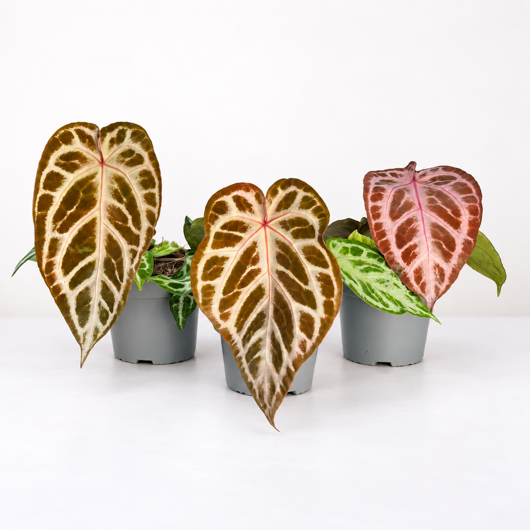 Anthurium Red Crystal Blush ® M Foliage Dreams
