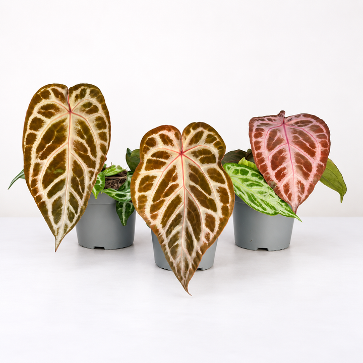 Anthurium Red Crystal Blush ® M Foliage Dreams