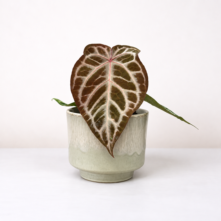 Anthurium Red Crystal Blush ® M Foliage Dreams