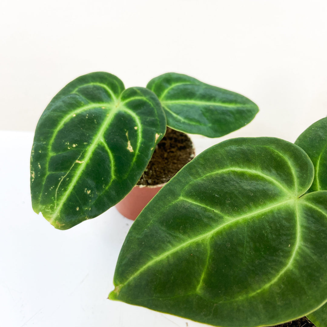Anthurium Regale - Babypflanze Foliage Dreams
