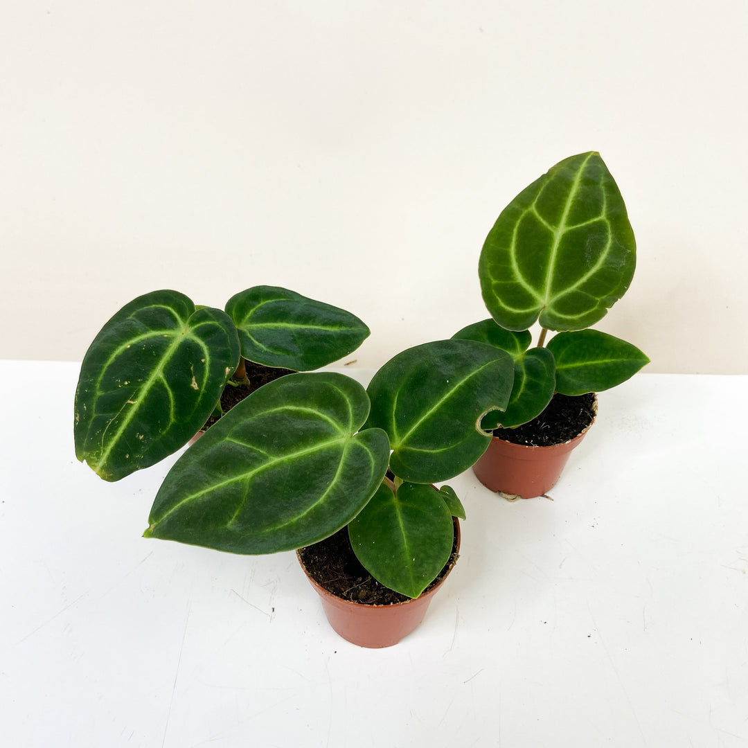 Anthurium Regale - Babypflanze Foliage Dreams