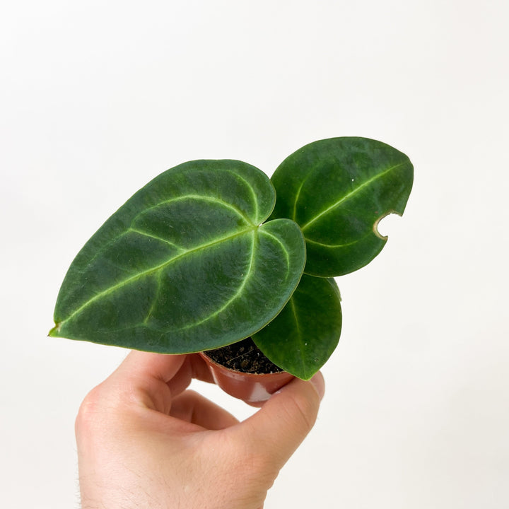 Anthurium Regale - Babypflanze Foliage Dreams