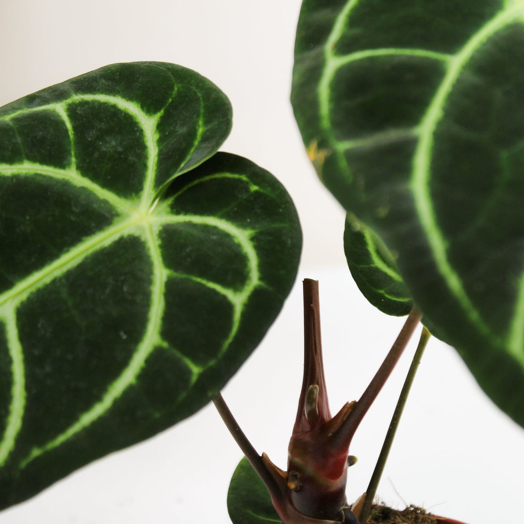 Anthurium Regale Foliage Dreams