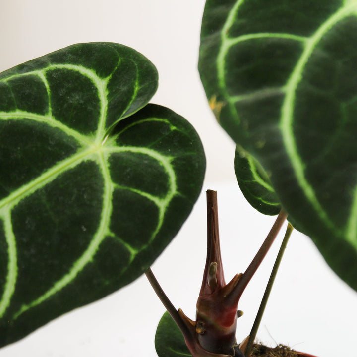 Anthurium Regale Foliage Dreams