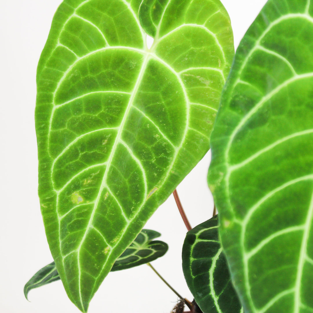 Anthurium Regale Foliage Dreams
