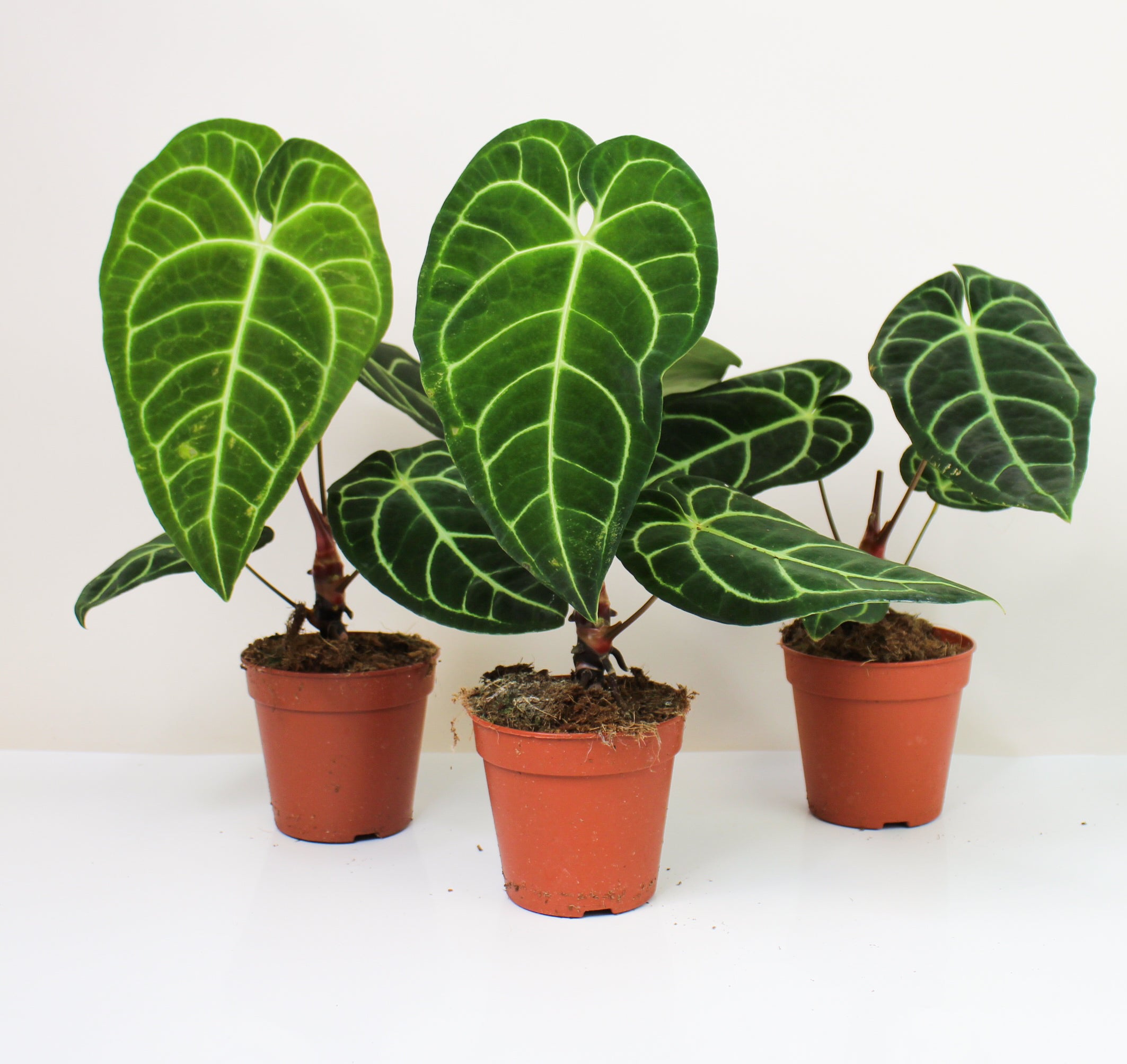その他観葉植物 Anthurium Regale Anthurium regale for Sale - HappyForestStore