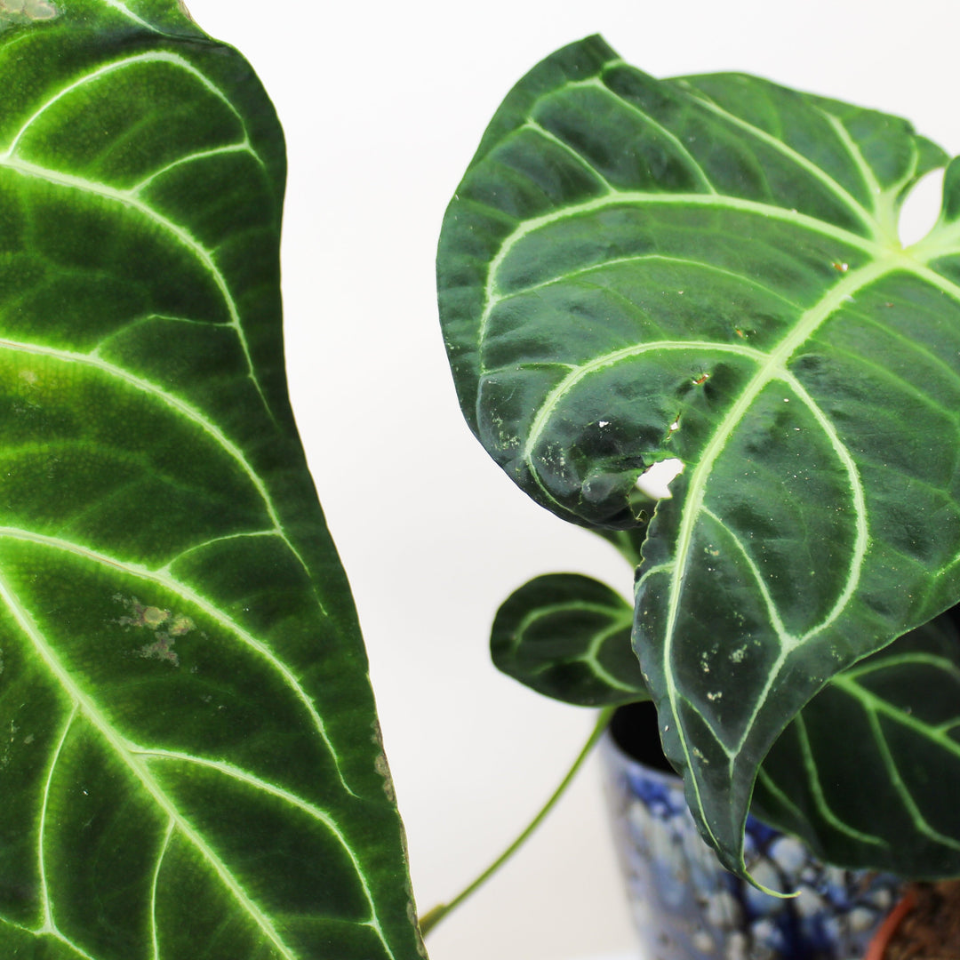 Anthurium Regale Foliage Dreams