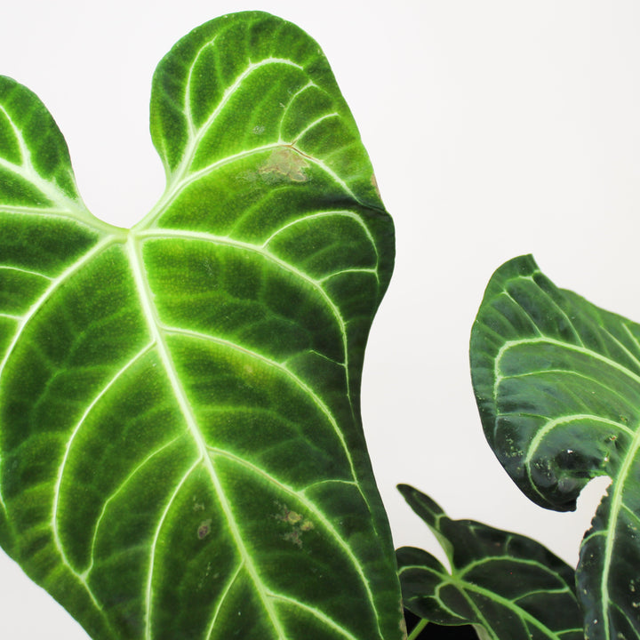 Anthurium Regale Foliage Dreams