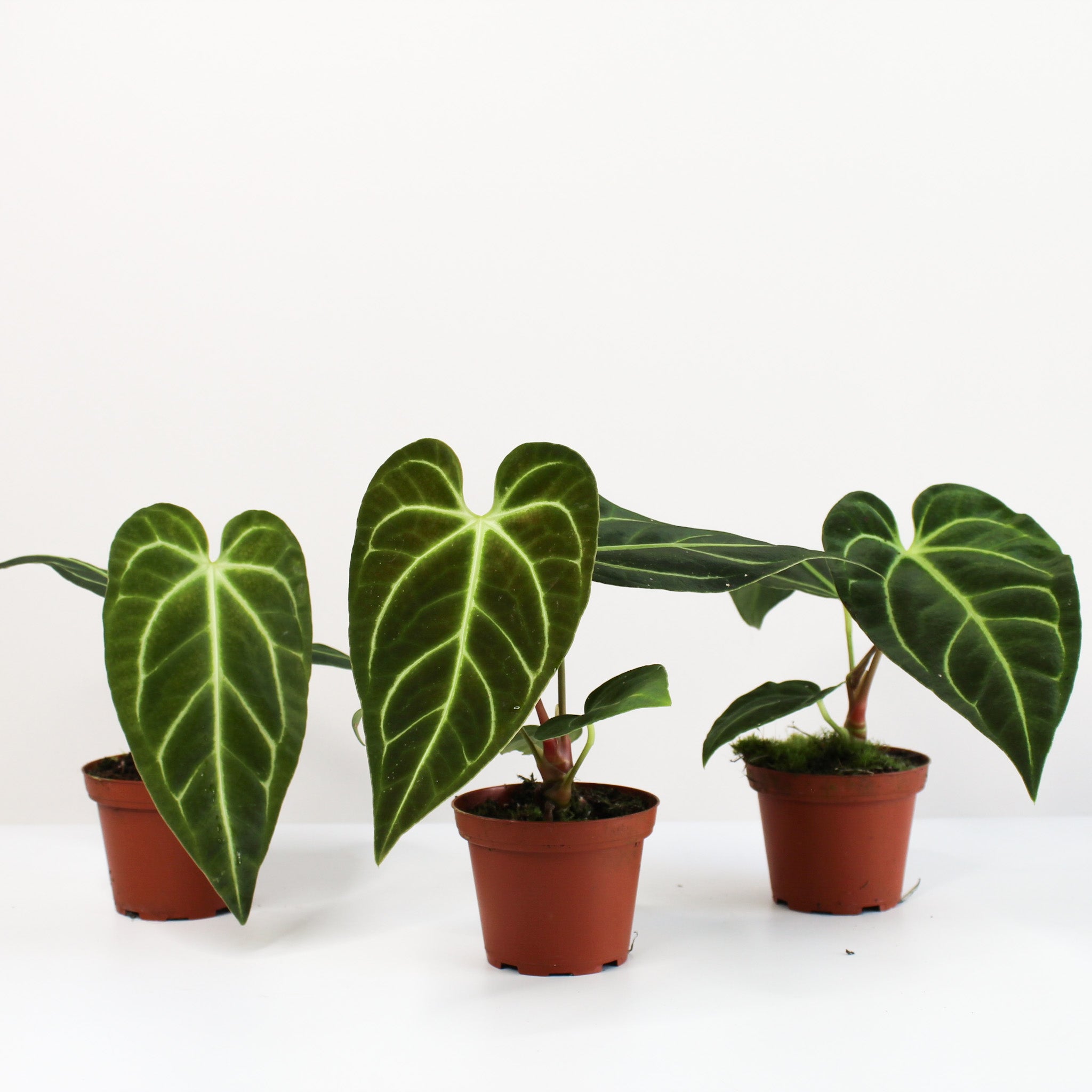 Anthurium Regale | House Plants | Foliage Dreams Anthurium Regale | House Plants | Foliage Dreams