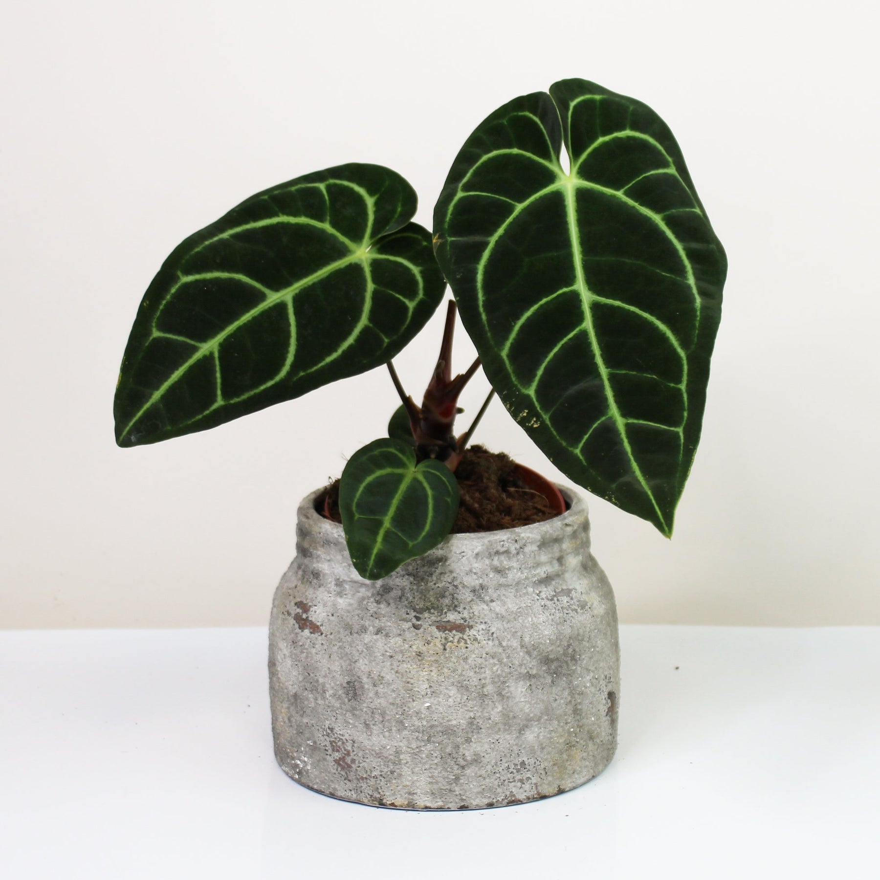 anthurium regale kaufen Anthurium Regale – Foliage Dreams