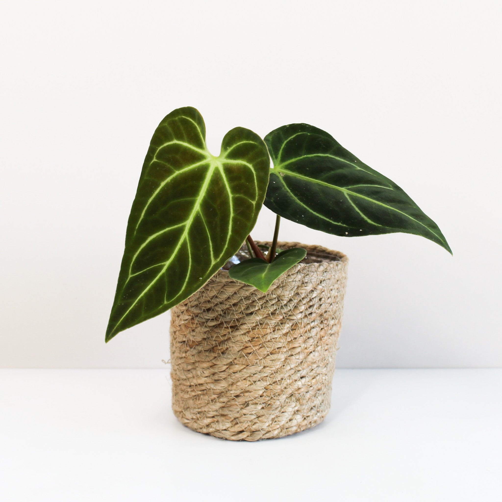 Anthurium Regale | House Plants | Foliage Dreams