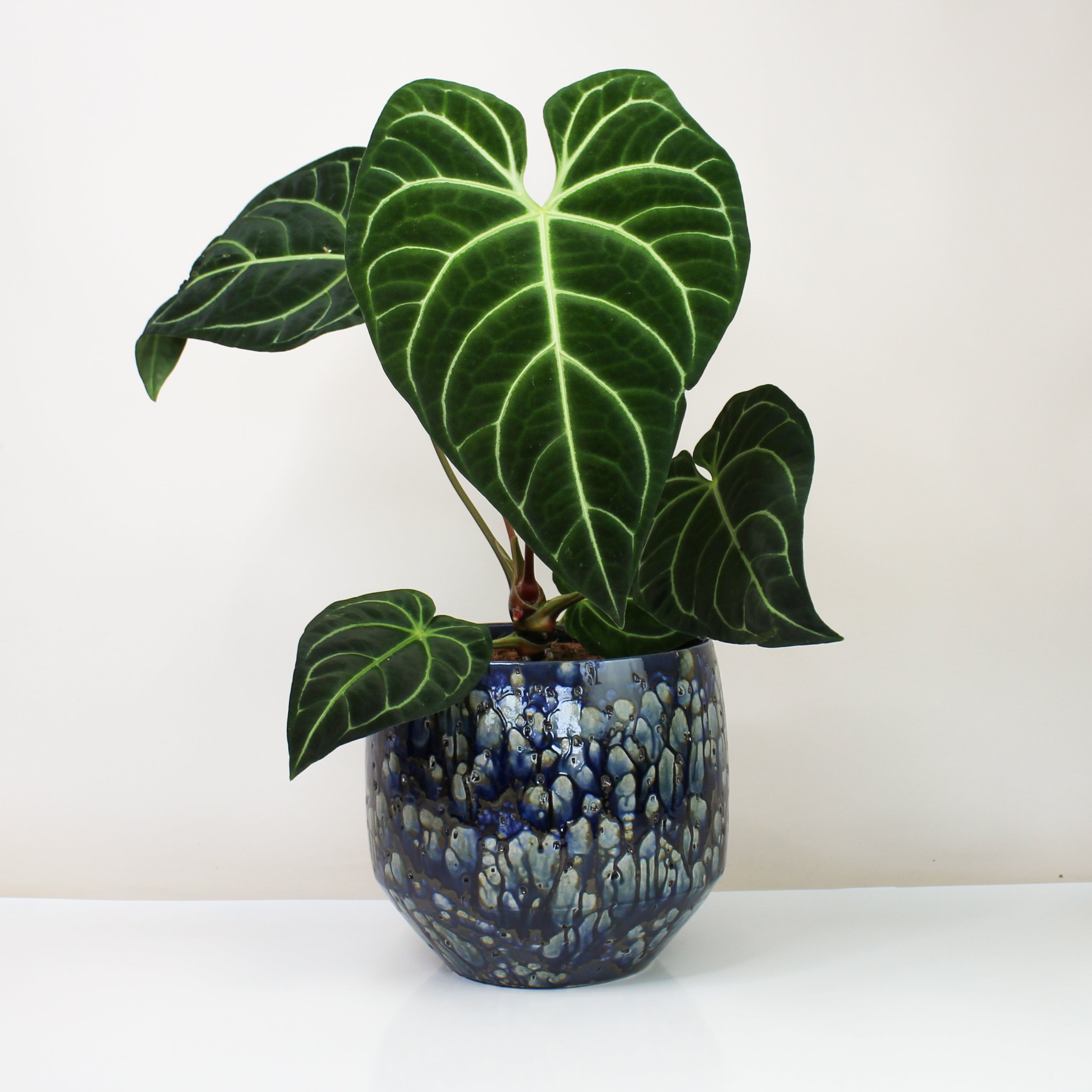 その他観葉植物 Anthurium regale dark Anthurium regale Dark Form #35 — TL PLANT STUDIO