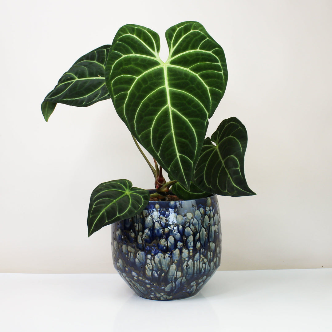 Anthurium Regale XL Foliage Dreams