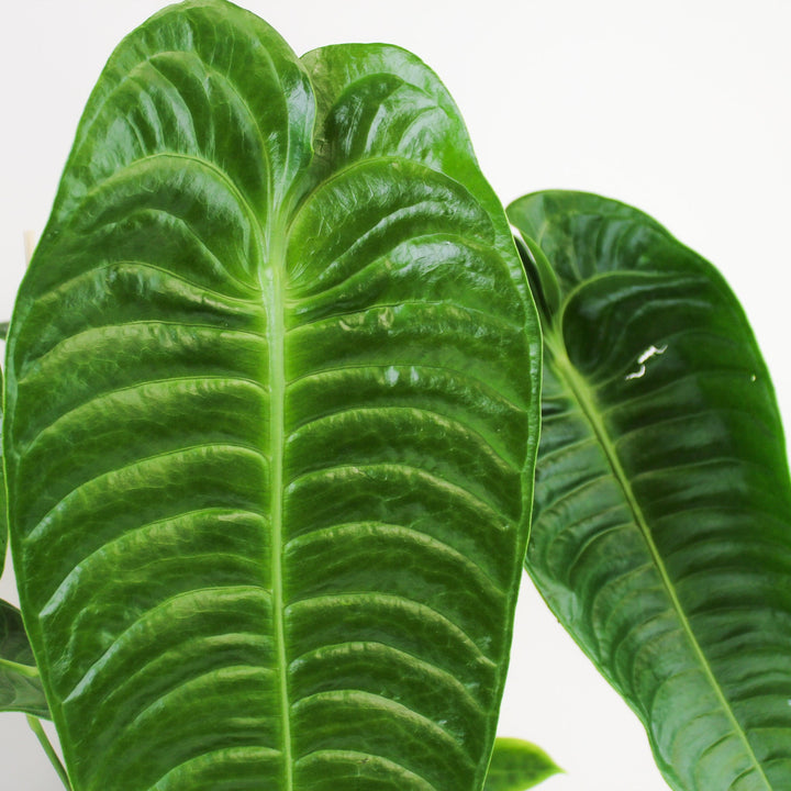 Anthurium Veitchii Foliage Dreams