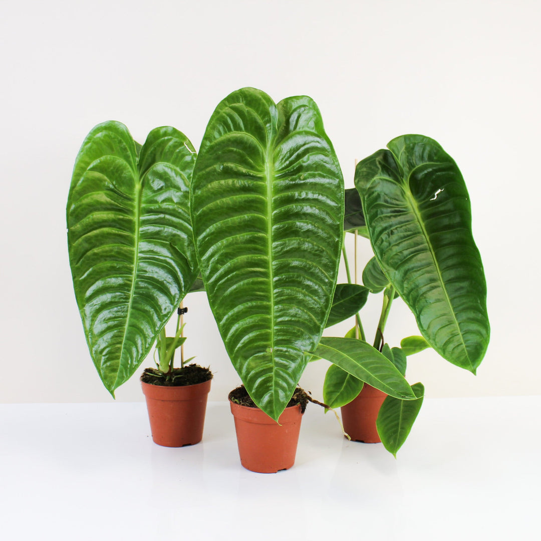 Anthurium Veitchii Foliage Dreams