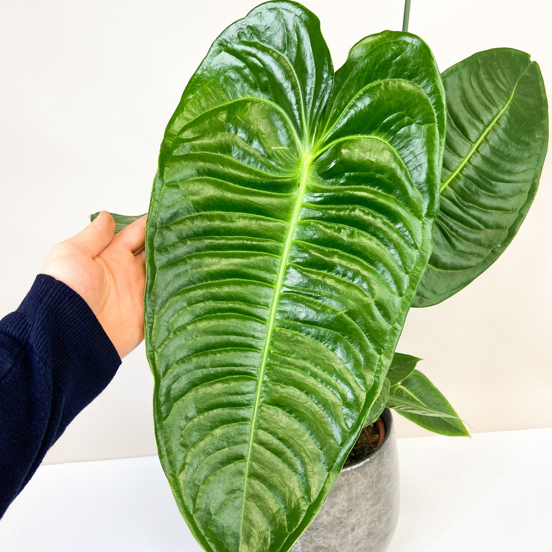 Anthurium Veitchii Foliage Dreams