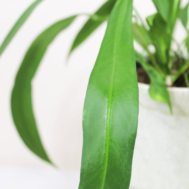 Anthurium Vittarifolium Foliage Dreams