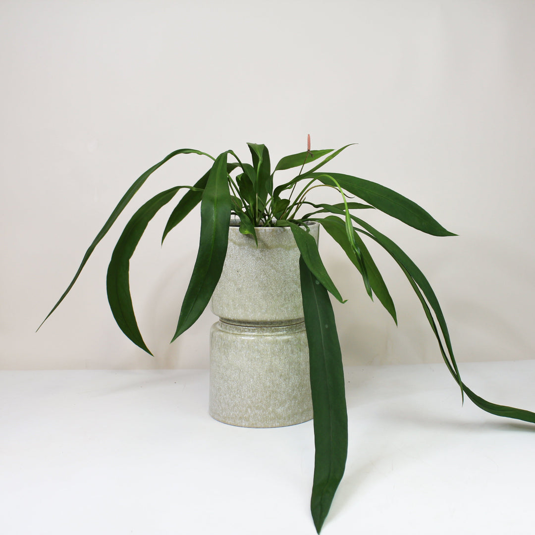 Anthurium Vittarifolium L Foliage Dreams