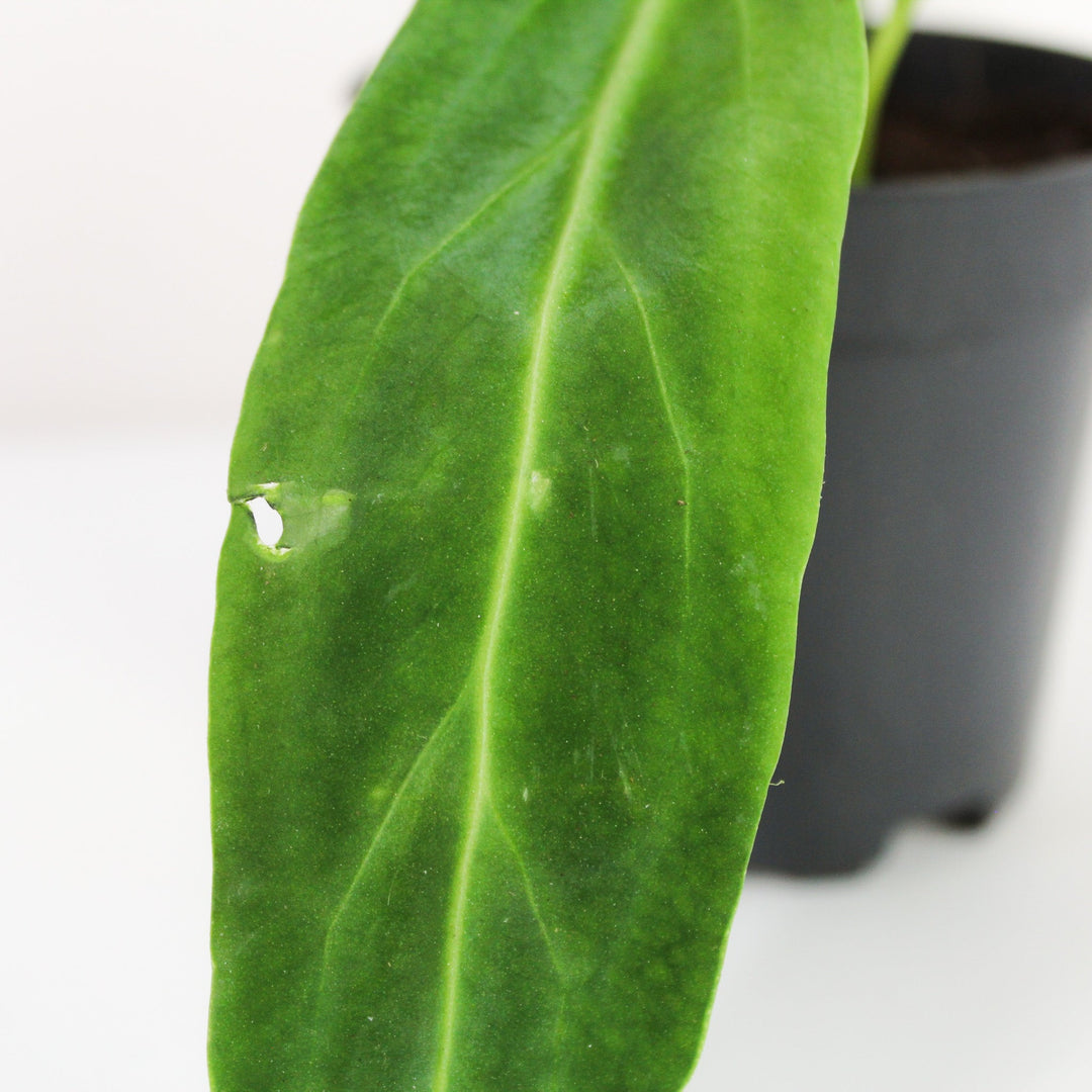 Anthurium Warocqueanum - Babypflanze Foliage Dreams