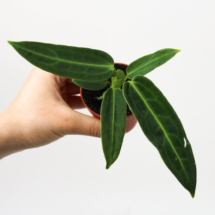 Anthurium Warocqueanum - Babypflanze Foliage Dreams