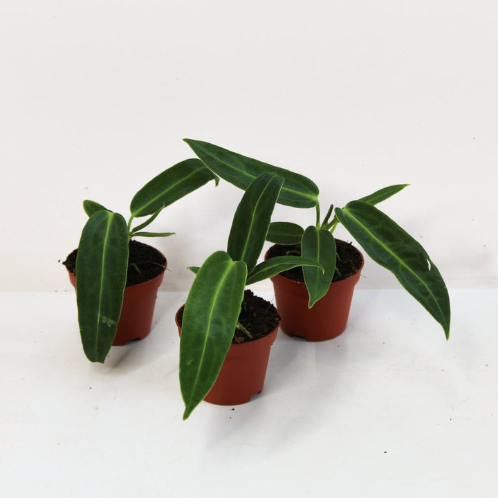 Anthurium Warocqueanum - Babypflanze Foliage Dreams