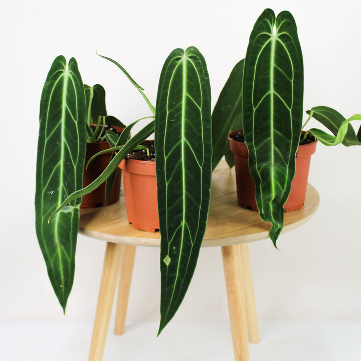 Anthurium Warocqueanum Foliage Dreams