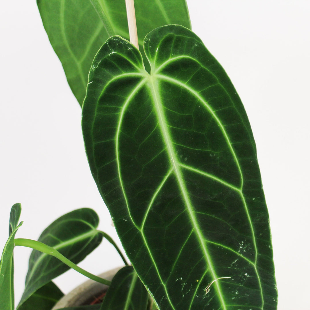 Anthurium Warocqueanum Foliage Dreams