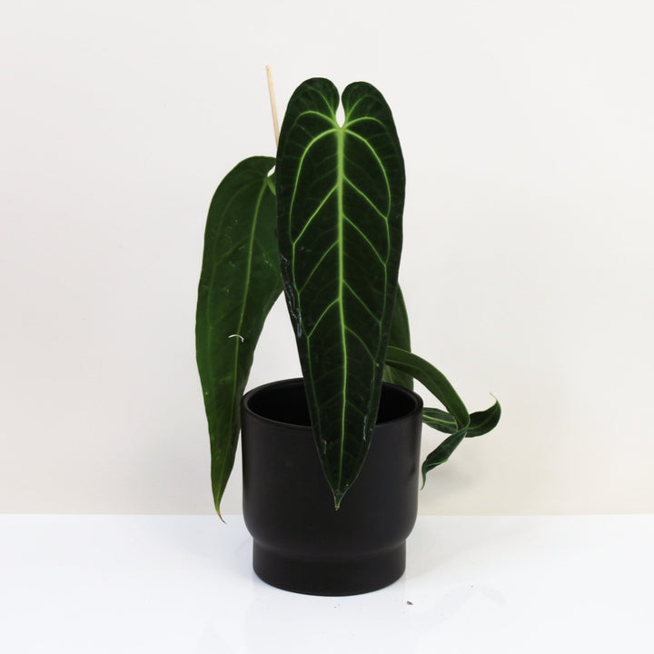 Anthurium Warocqueanum M Foliage Dreams