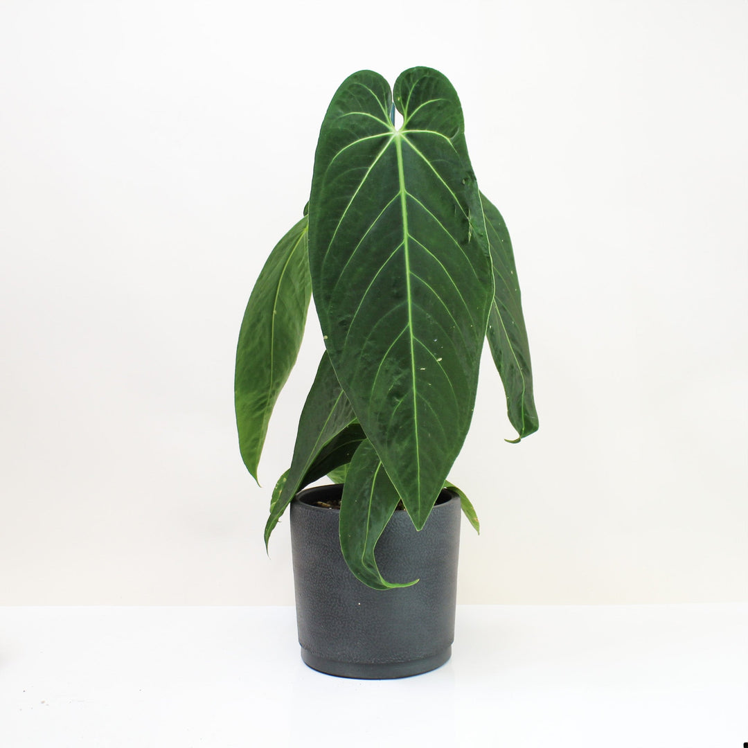 Anthurium Warocqueanum x Waterburyanum Foliage Dreams