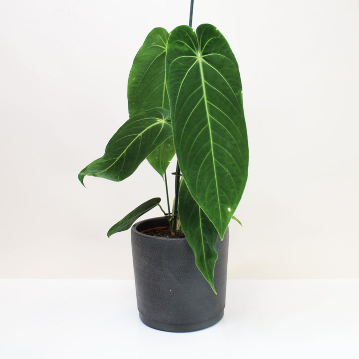 Anthurium Warocqueanum x Waterburyanum Foliage Dreams