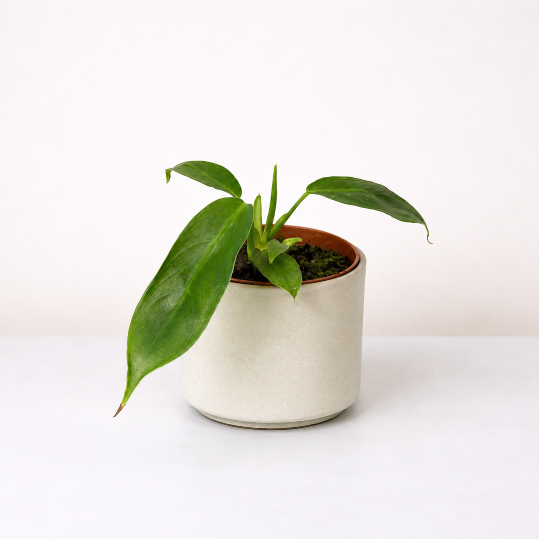 Anthurium wendlingeri S Foliage Dreams
