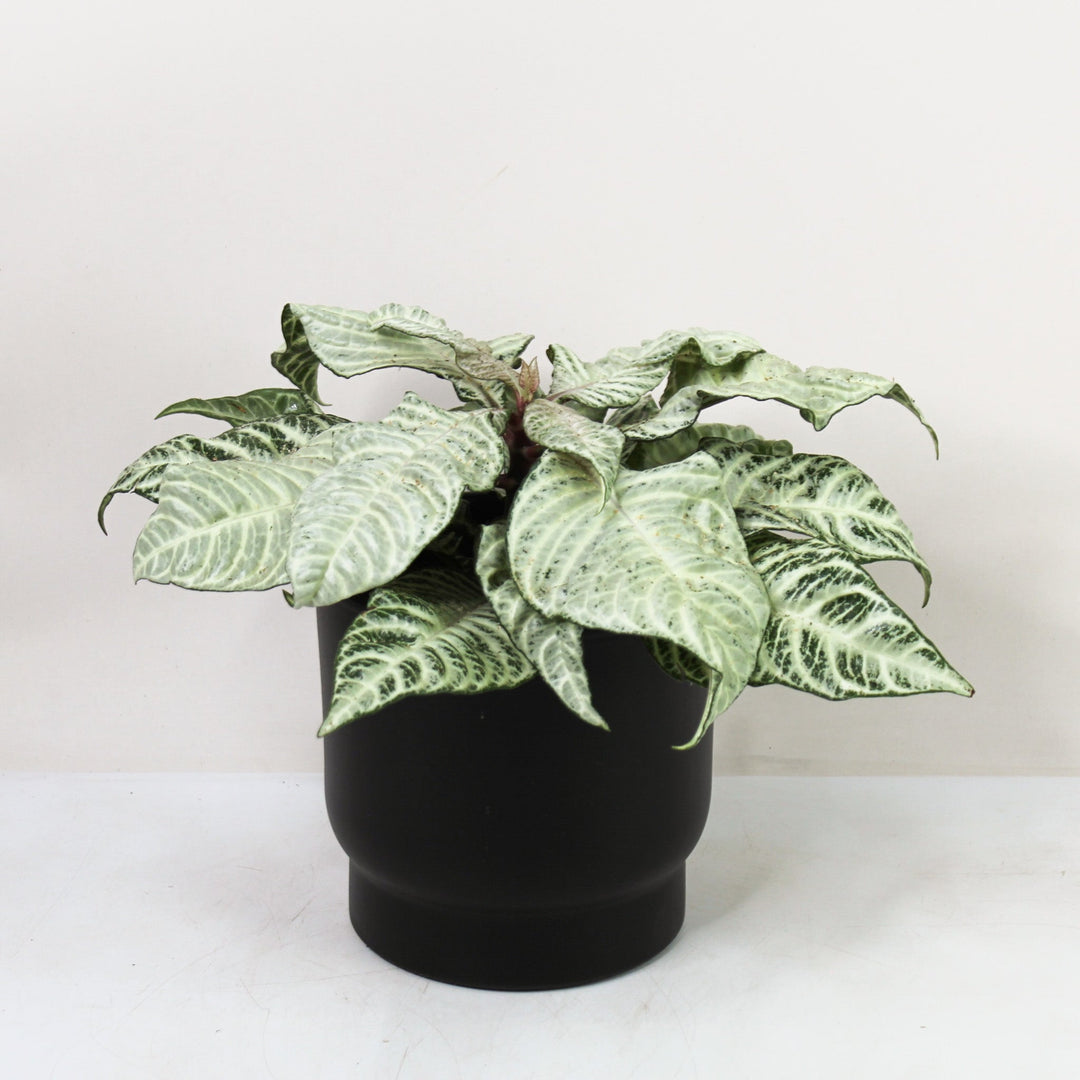 Aphelandra White Wash Foliage Dreams