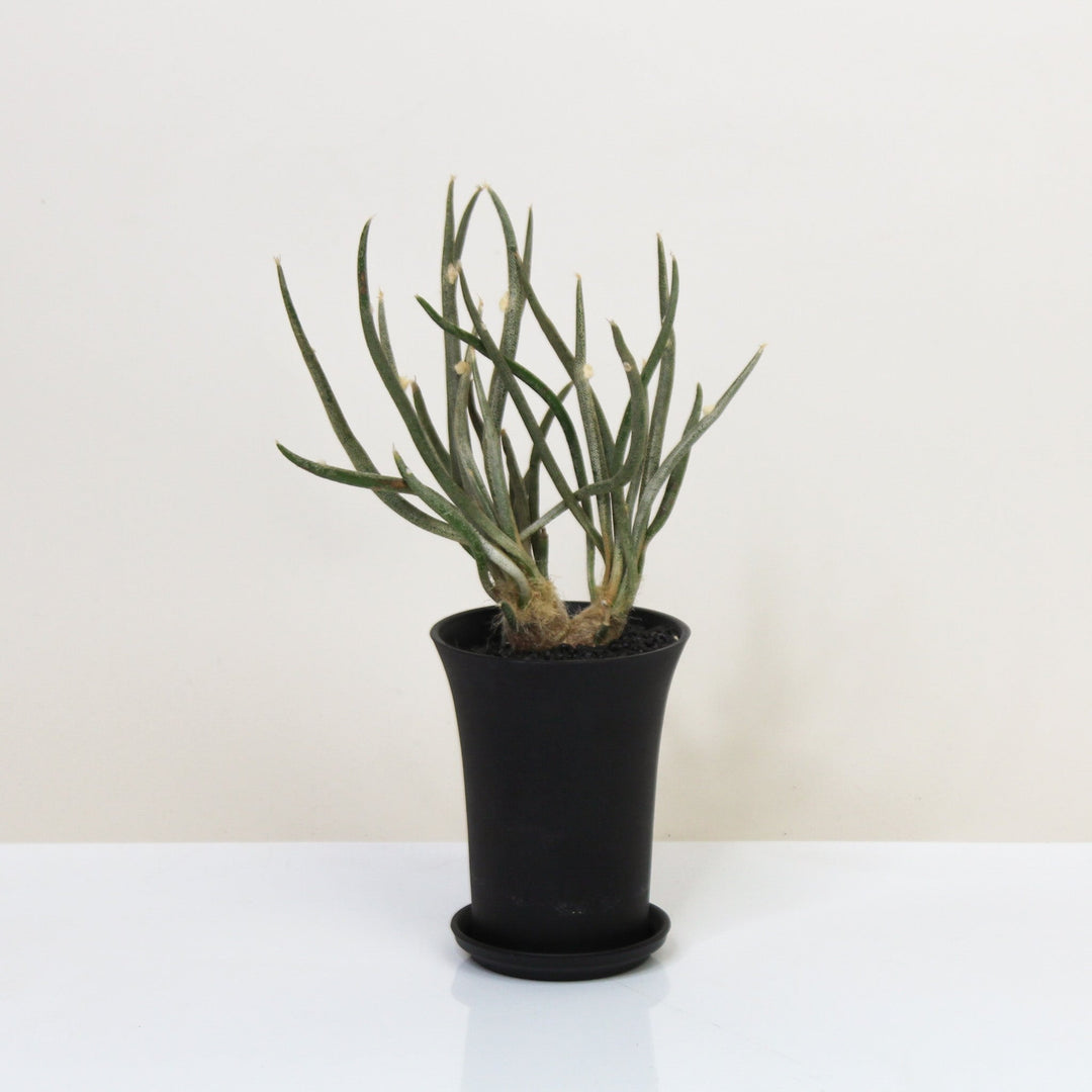 Astrophytum Caput Medusae Foliage Dreams