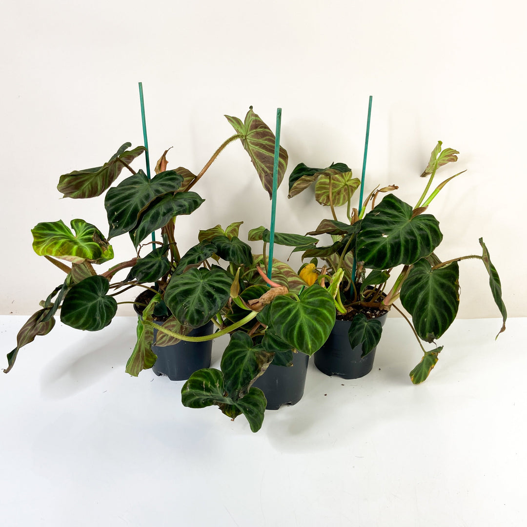 B-Ware Sale Foliage Dreams