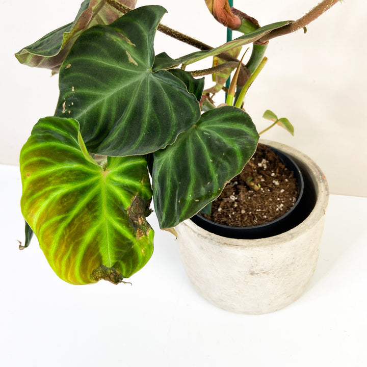 B-Ware Sale Foliage Dreams