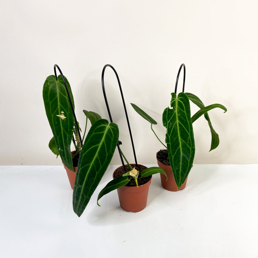 B-Ware Sale Foliage Dreams