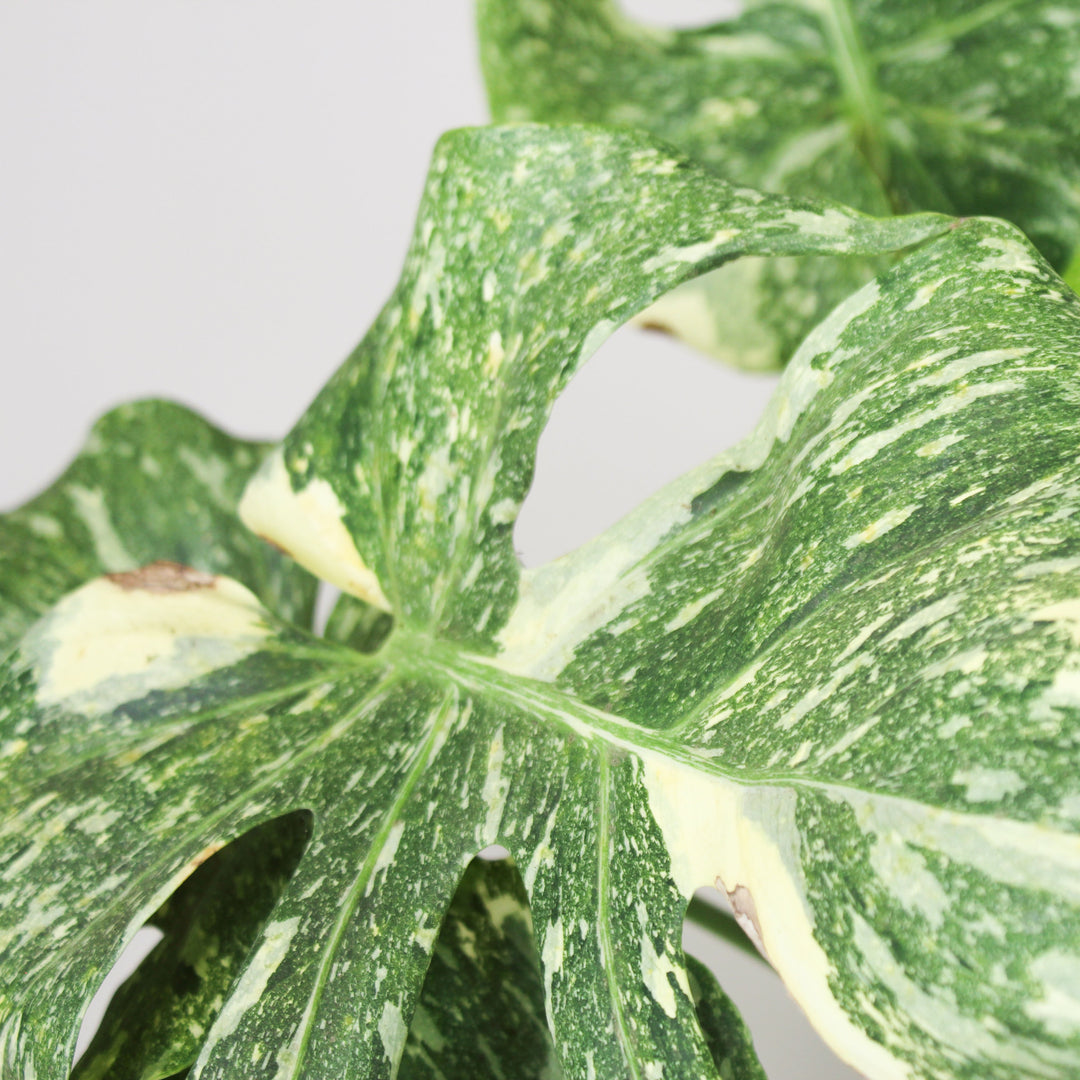 B-Ware Sale Foliage Dreams