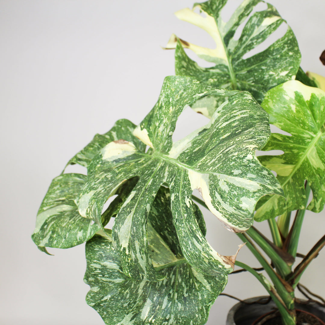 B-Ware Sale Foliage Dreams