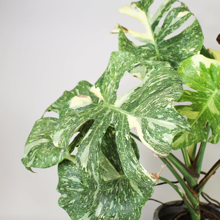 B-Ware Sale Foliage Dreams