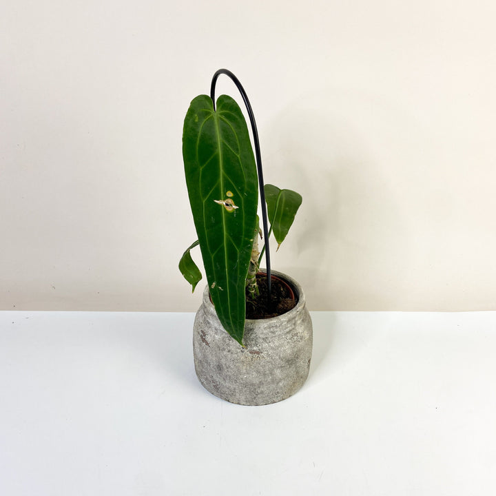 B-Ware Sale A. Warocqueanum Foliage Dreams